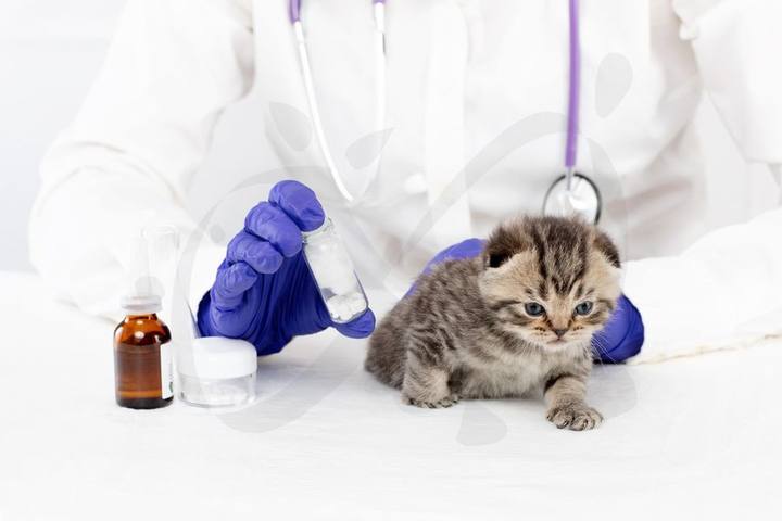 Ecografía veterinaria en Centro Veterinario Ciudad Jardín