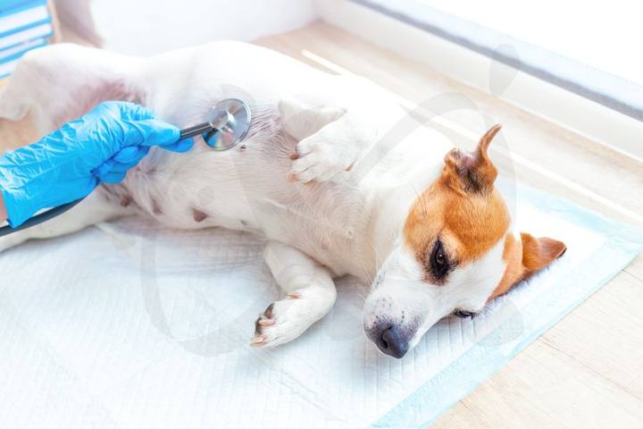 Revisión veterinaria en Badajoz