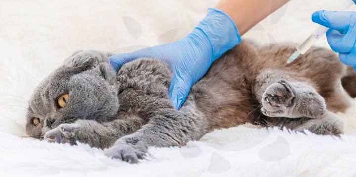 Perro en centro veterinario Badajoz