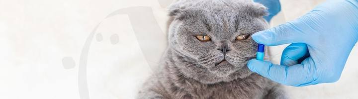 Gato en consulta veterinaria Badajoz