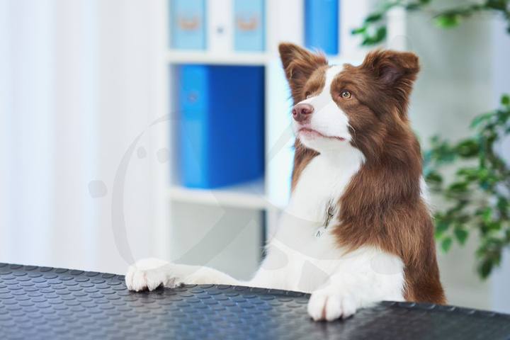 Mascota feliz tras su visita veterinaria en Badajoz