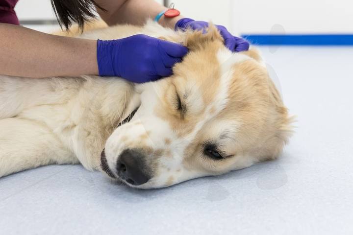Cuidado profesional de mascotas en Centro Veterinario Ciudad Jardín