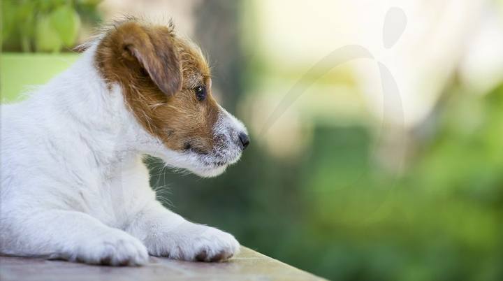 Centro Veterinario Ciudad Jardín — portafolio