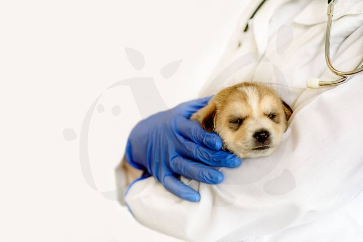 Centro Veterinario Ciudad Jardín — portafolio