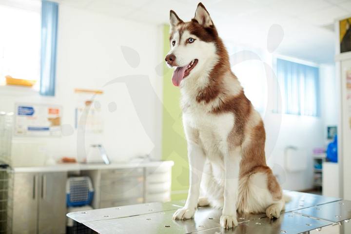 Centro Veterinario Ciudad Jardín — portafolio