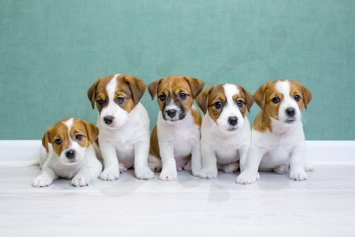 Centro Veterinario Ciudad Jardín — portafolio