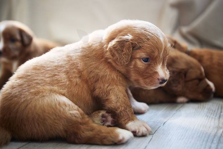 Centro Veterinario Ciudad Jardín — portafolio