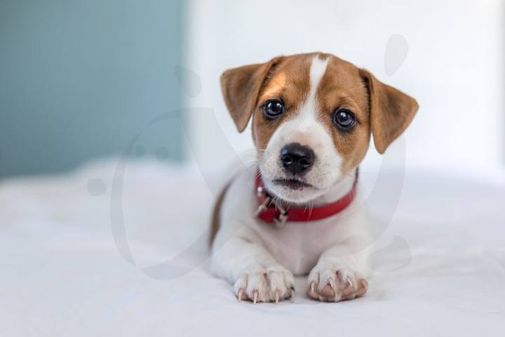 Centro Veterinario Ciudad Jardín — portafolio