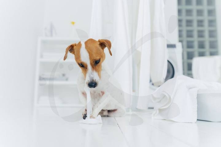 Centro Veterinario Ciudad Jardín — portafolio