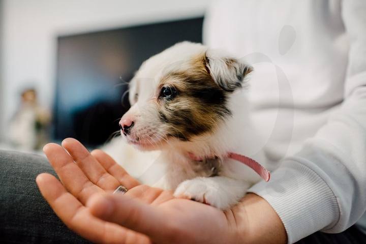 Centro Veterinario Ciudad Jardín — portafolio