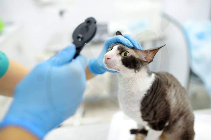 Centro Veterinario Ciudad Jardín — portafolio