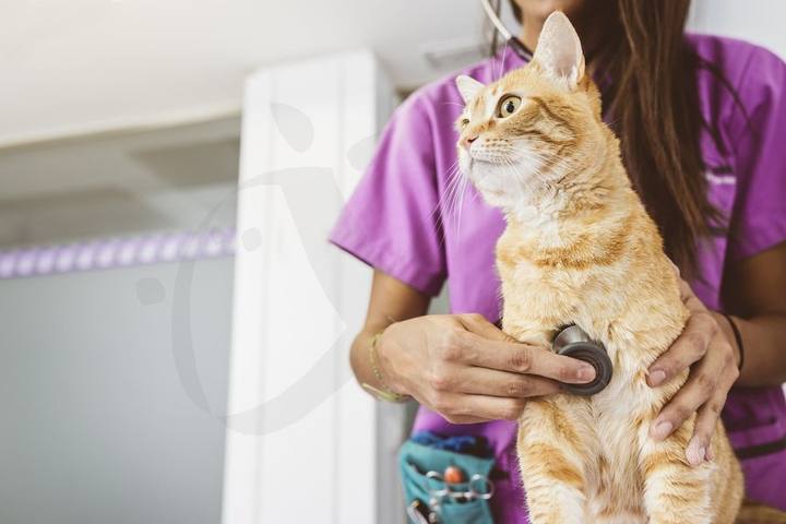 Centro Veterinario Ciudad Jardín — portafolio