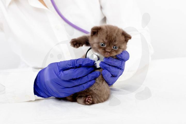 Centro Veterinario Ciudad Jardín — portafolio