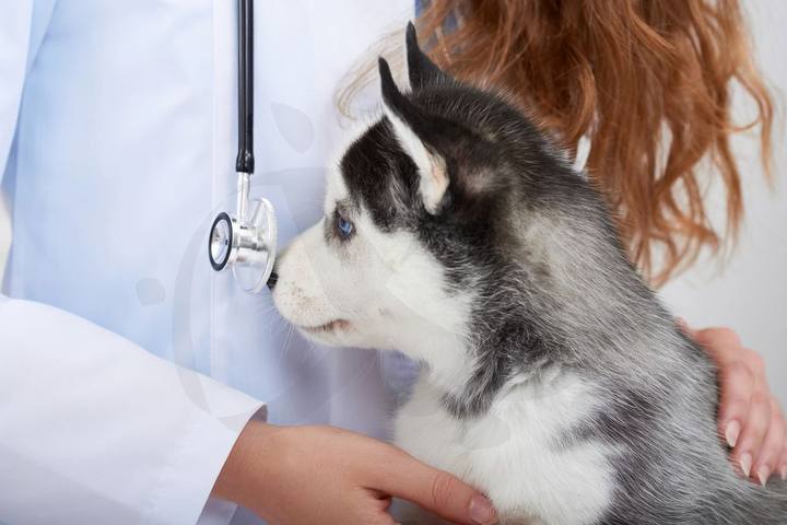Centro Veterinario Ciudad Jardín — portafolio