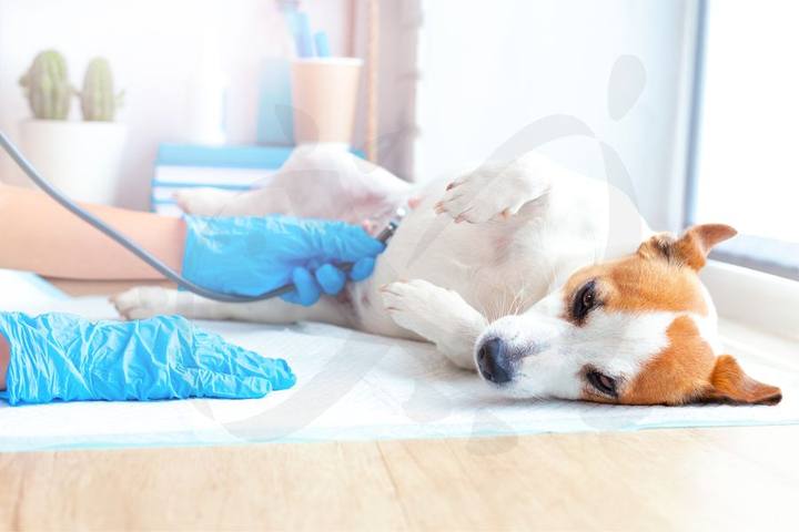 Centro Veterinario Ciudad Jardín — portafolio