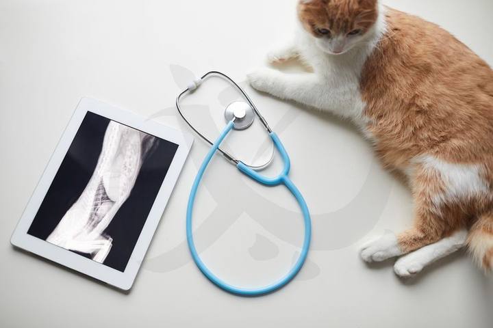 Centro Veterinario Ciudad Jardín — portafolio